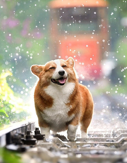 От владельцев собак до дронов: необычные виды страховок