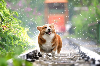 От владельцев собак до дронов: необычные виды страховок