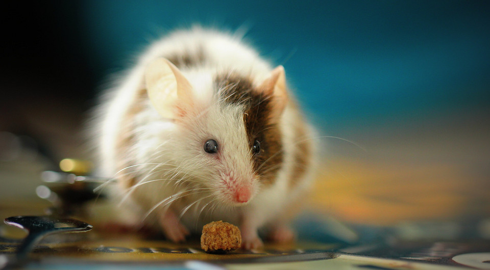 Ученые нашли отличия в работе мозга женщин и мужчин (помогли мыши)