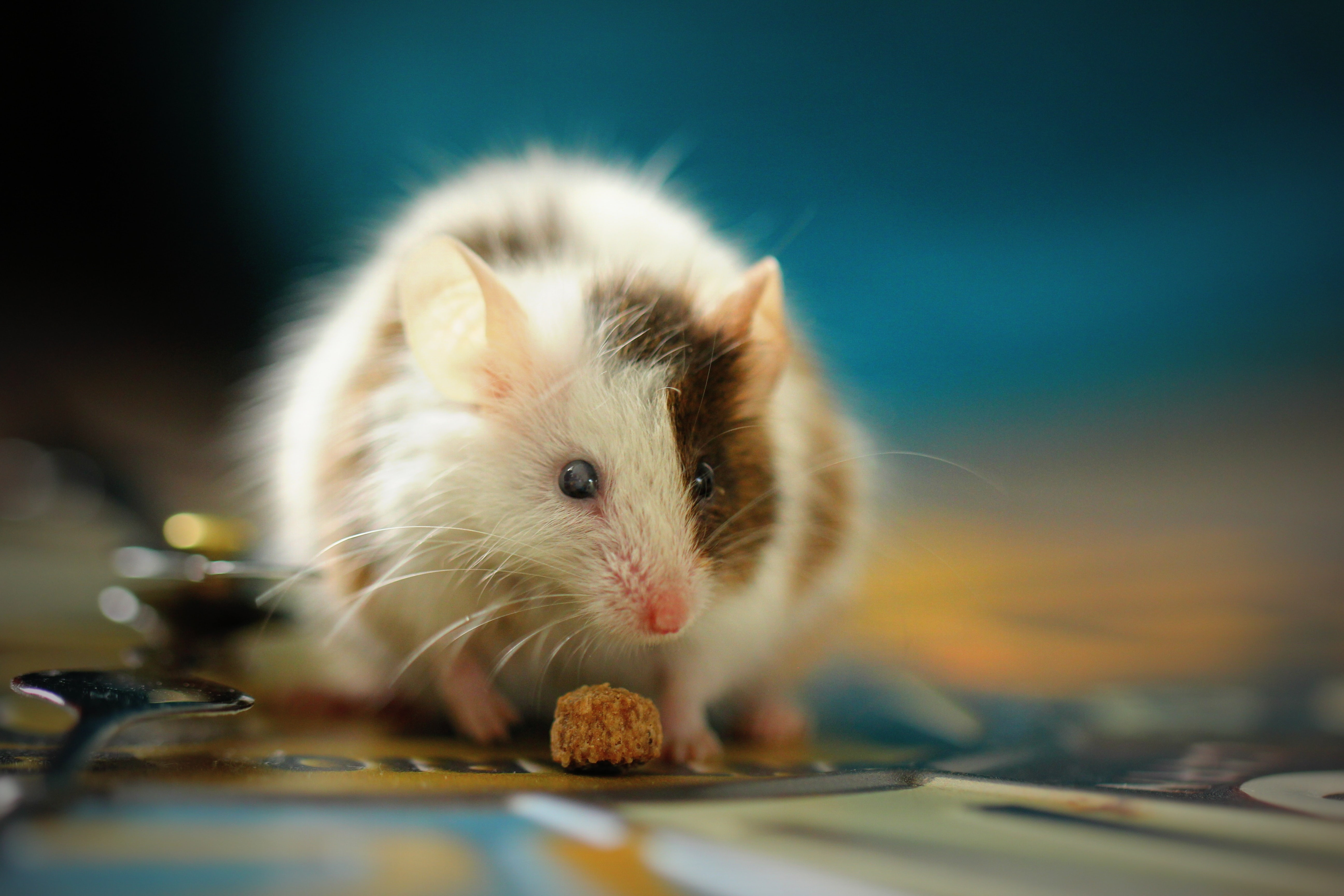 Продолжительность жизни мыши. Крыса. Мышь Геншин. Российская мышка. Мыши мастомисы Продолжительность жизни.
