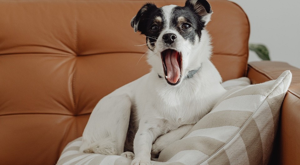 Шумные собаки: 10 пород, которые любят лаять просто так
