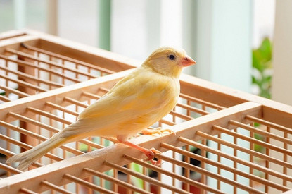 Хорек, канарейка и еще 4 питомца, за которыми легко ухаживать