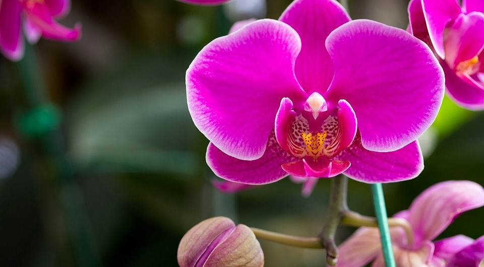 Язык цветов: 10 растений с магическими свойствами (что они притянут в твою жизнь)
