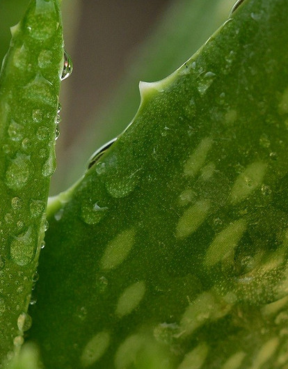 От лечения кашля до снятия отеков: 7 рецептов применения алоэ с медом