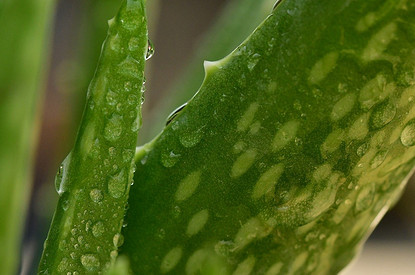 От лечения кашля до снятия отеков: 7 рецептов применения алоэ с медом