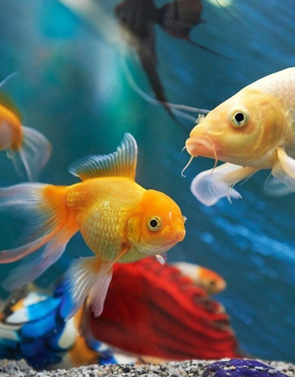 Подводный мир: интересные аквариумные рыбки с названиями (20 фото)