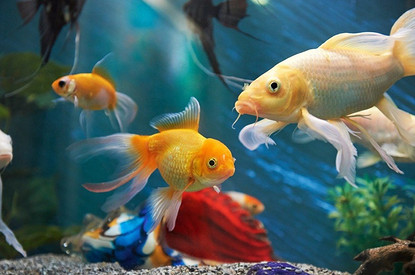 Подводный мир: интересные аквариумные рыбки с названиями (20 фото)