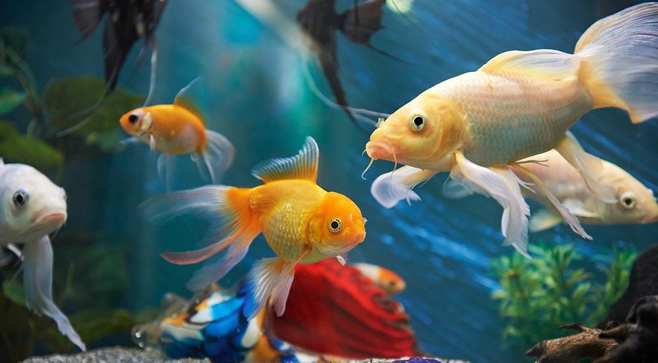 Подводный мир: интересные аквариумные рыбки с названиями (20 фото)