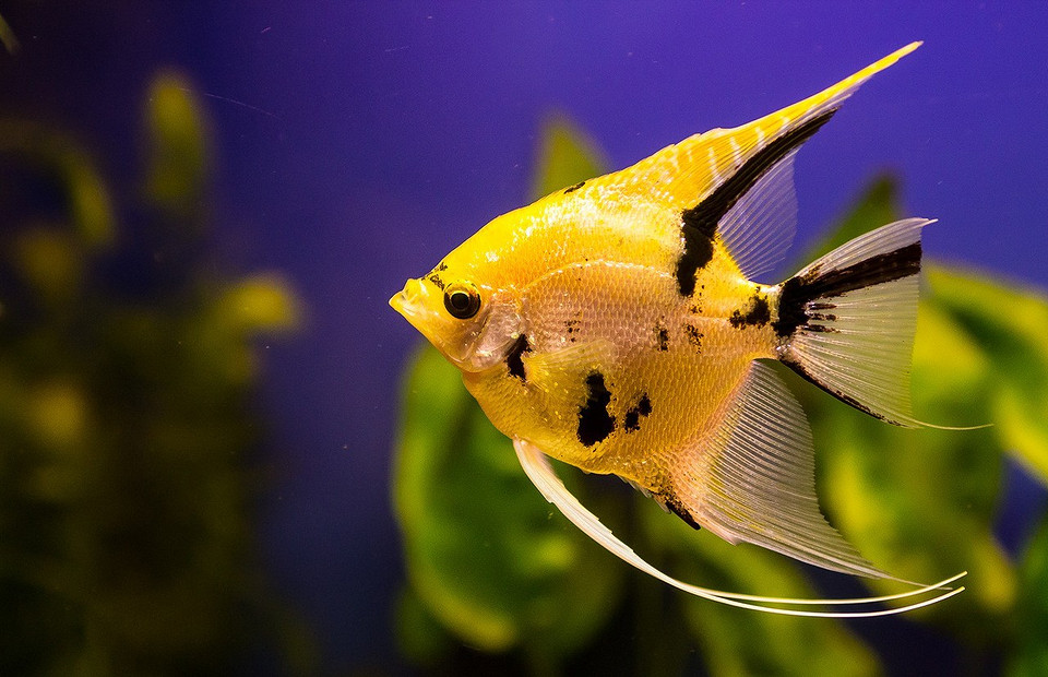 Подводный мир: интересные аквариумные рыбки с названиями (20 фото)