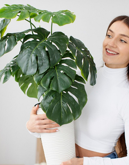 Дополняют друг друга: 4 пары комнатных растений, которые хорошо растут вместе