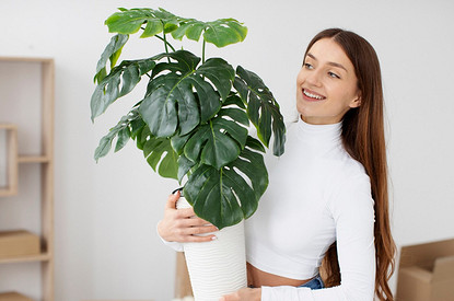 Дополняют друг друга: 4 пары комнатных растений, которые хорошо растут вместе