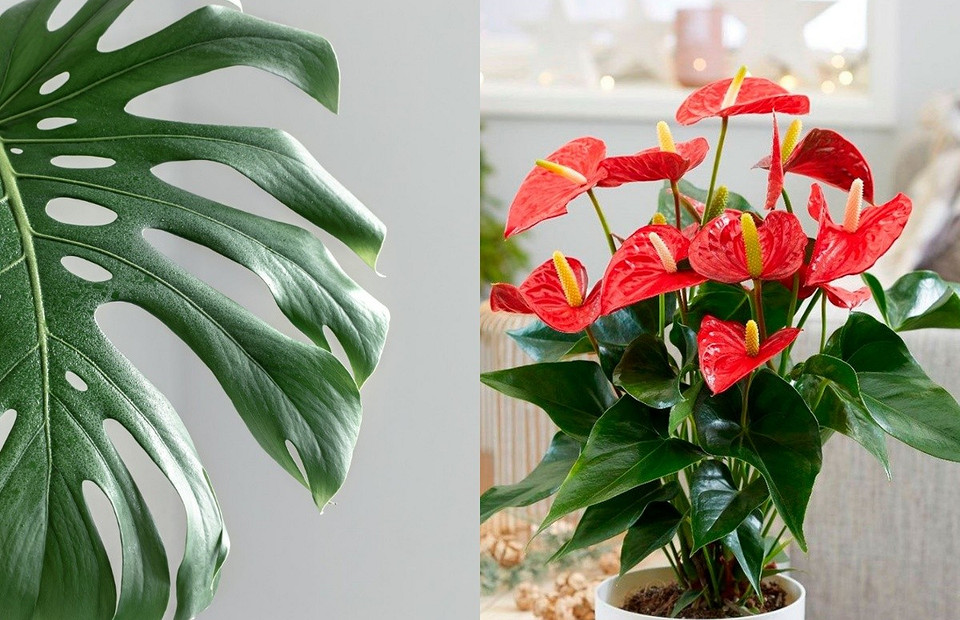 Дополняют друг друга: 4 пары комнатных растений, которые хорошо растут вместе