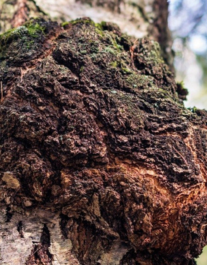 С дерева — в лечебный чай: чага березовая (применение, польза и рецепты)