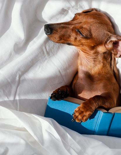 5 причин, почему нельзя спать на одной и той же наволочке два дня подряд