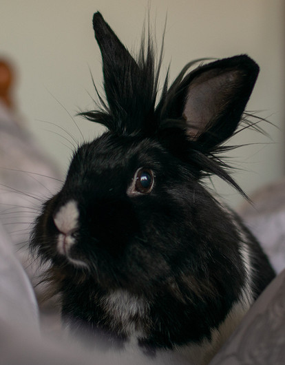 Чем удивит 2023 год Кролика: уникальные астрособытия и влияние планет на знаки зодиака