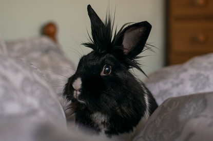 Чем удивит 2023 год Кролика: уникальные астрособытия и влияние планет на знаки зодиака