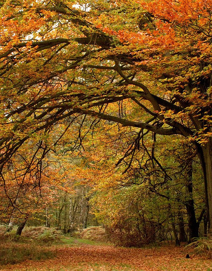 Наведи порядок в своей душе: гороскоп для всех знаков зодиака с 14 по 20 ноября