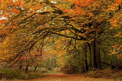 Наведи порядок в своей душе: гороскоп для всех знаков зодиака с 14 по 20 ноября