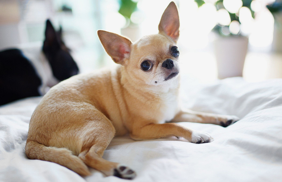 Маленькие собаки: 15 лучших пород для квартиры или дома с фотографиями и названиями