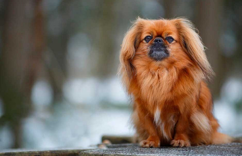 Маленькие собаки: 15 лучших пород для квартиры или дома с фотографиями и названиями