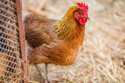 В Европе зафиксирована крупнейшая в истории вспышка птичьего гриппа