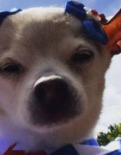 Умерла самая старая собака в мире