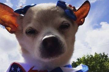 Умерла самая старая собака в мире