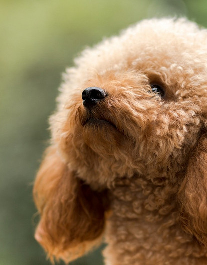 Как подстричь пуделя: 15+ лучших стрижек для мальчиков и девочек