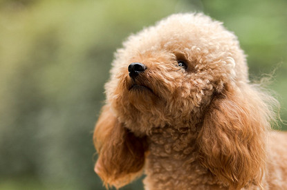 Как подстричь пуделя: 15+ лучших стрижек для мальчиков и девочек