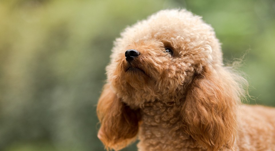 Как подстричь собаку в домашних условиях? ✅ Статьи в блоге магазина БИОВЕТ