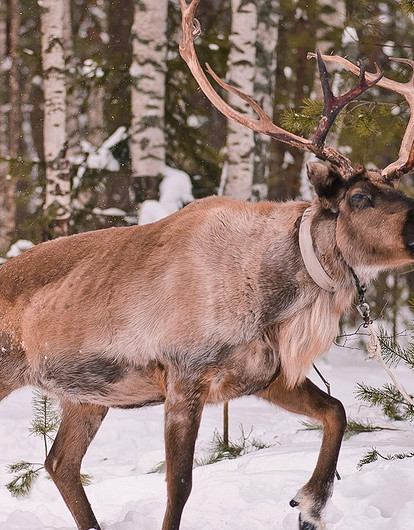 Куда поехать с детьми зимой? 7 экскурсий к животным