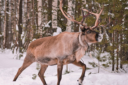 Куда поехать с детьми зимой? 7 экскурсий к животным