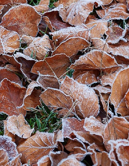 Федор Студит жениться не велит: история, традиции и приметы важного древнерусского праздника
