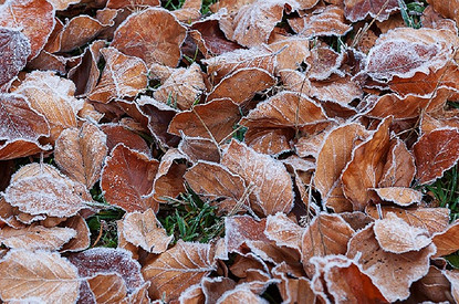 Федор Студит жениться не велит: история, традиции и приметы важного древнерусского праздника