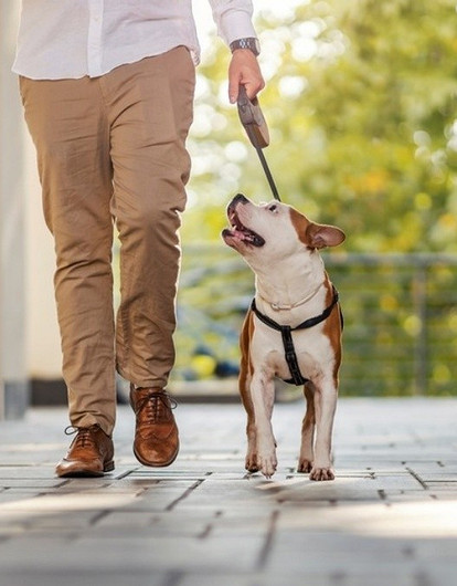 Как приучить собаку ходить в туалет дома и на улице: 5 советов