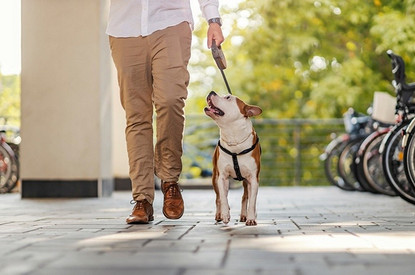 Как приучить собаку ходить в туалет дома и на улице: 5 советов