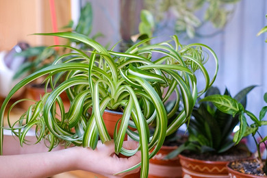 Купить растения в интернет-магазине Artplants