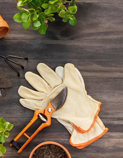 Благоприятные дни посадки по лунному календарю на декабрь 2022 года