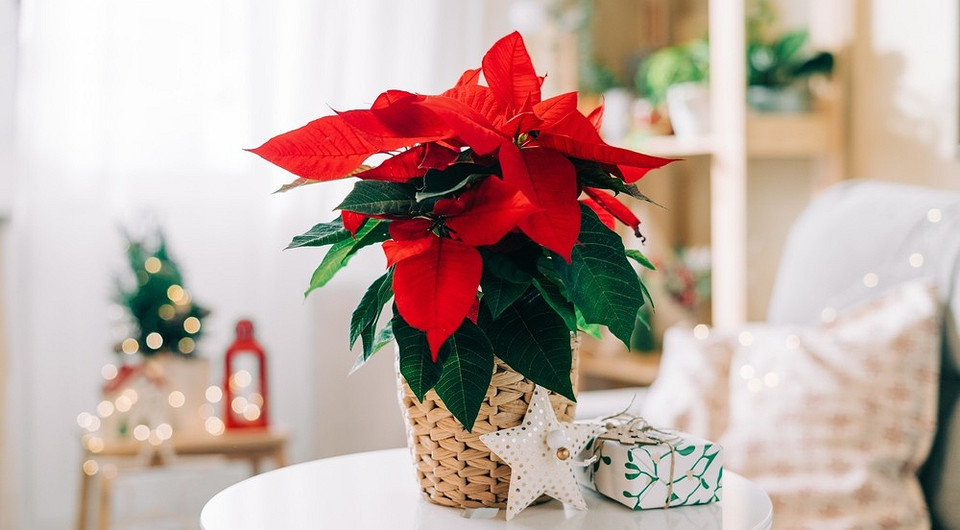Цветок «Рождественская звезда»: как ухаживать за пуансеттией в домашних условиях