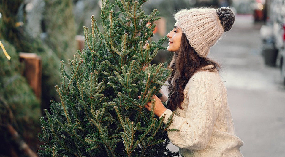 7 советов, которые помогут выбрать живую новогоднюю елку