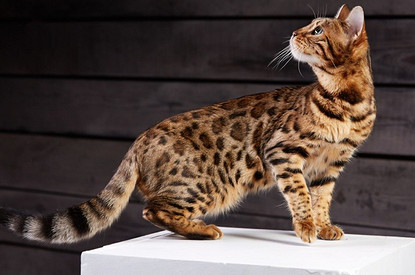 Бенгальская кошка: что нужно знать, прежде чем ее взять ее домой