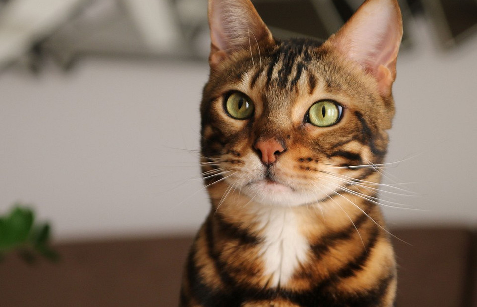 Бенгальская кошка: что нужно знать, прежде чем ее взять ее домой
