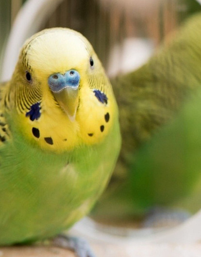«Кеша хор-роший»: чем кормить и как ухаживать за волнистым попугайчиком