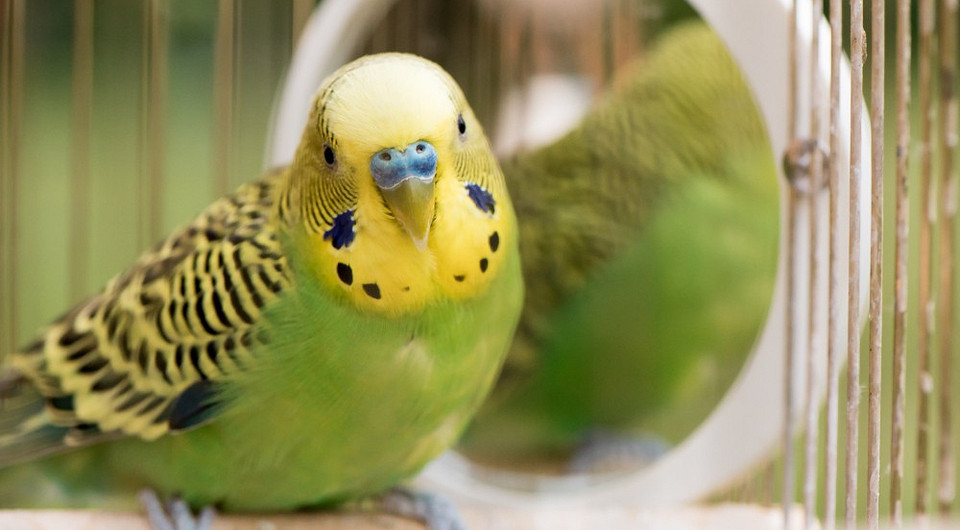 Уход, содержание и кормление волнистого попугая в домашних условиях