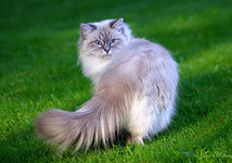 Невская маскарадная кошка: что это за порода и как за ней ухаживать