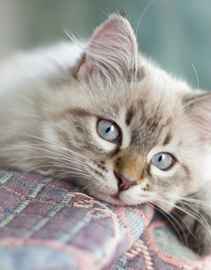 Невская маскарадная кошка: что это за порода и как за ней ухаживать