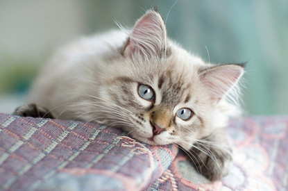 Невская маскарадная кошка: что это за порода и как за ней ухаживать