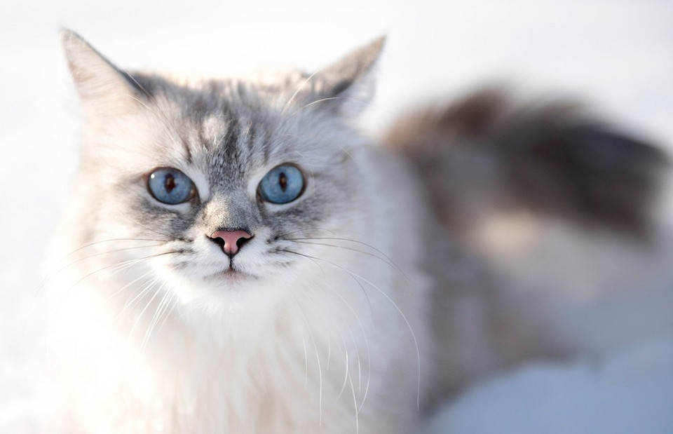 Невская маскарадная кошка: что это за порода и как за ней ухаживать