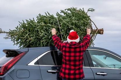 Чтобы не осыпалась: 7 советов, как правильно ухаживать за новогодней елкой
