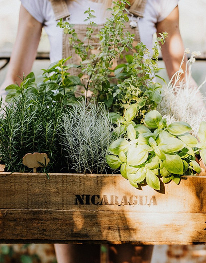 8 овощей, которые можно вырастить в квартире (и дача не нужна)